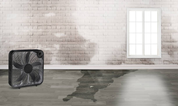 Best Mold removal after water damage  in Midland, TX